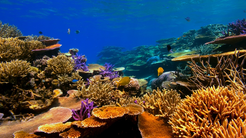 HSBC Launches Biodiversity ETF